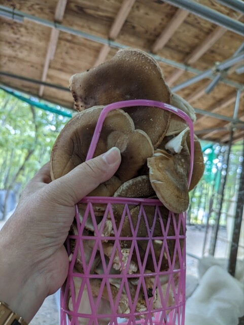 今年もまた、Shiitake En Arimafujiでしいたけを楽しみに来ました!😊
